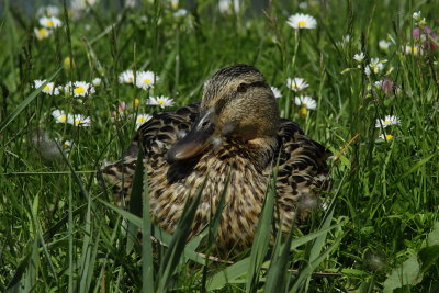 Wilde Eend