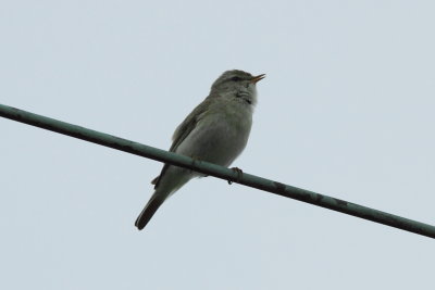 Fitis - Willow Warbler