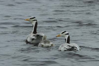 Indische gans