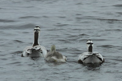 Indische gans