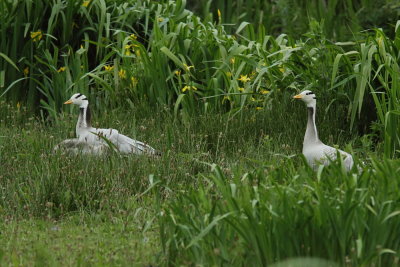 Indische gans - Bar-headed Goose