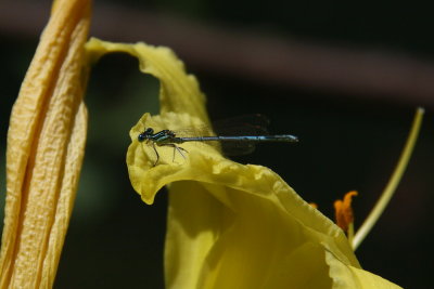 Waterjuffer spec. - Bluet spec.