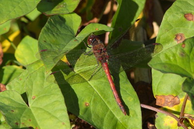 Bruinrode Heidelibel - Common Darter