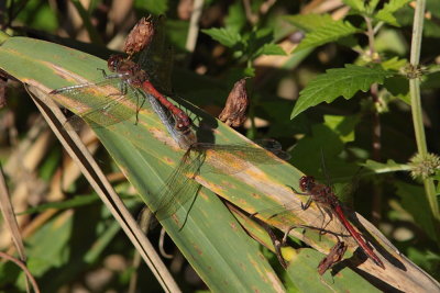 Bruinrode Heidelibel - Common Darter