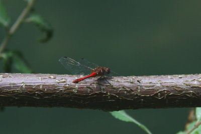 Bloedrode Heidelibel