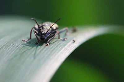 Insecten - Insects