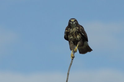 Buizerd