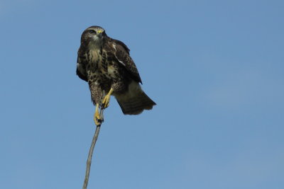 Buizerd