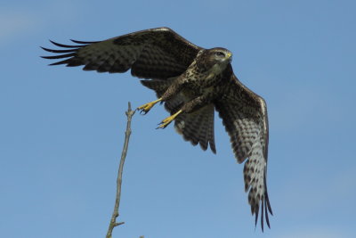 Buizerd