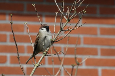 Ringmus - Tree sparrow