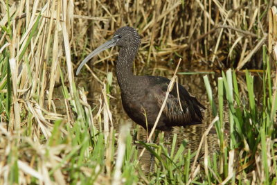 Zwarte Ibis