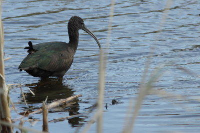 Zwarte Ibis - Glossy Ibis