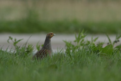 Patrijs