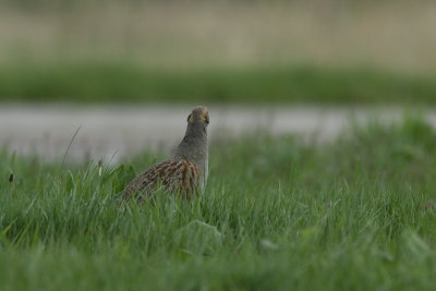 Patrijs