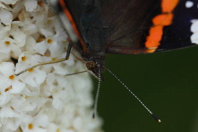 Atalanta - Red Admiral