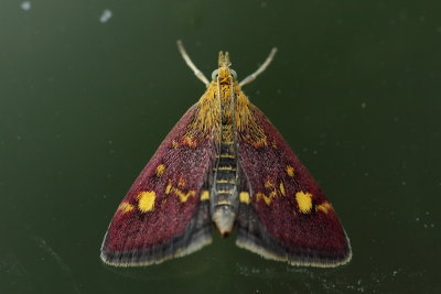 Muntvlindertje - Mint moth