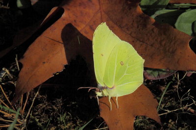 Citroenvlinder - Common brimstone