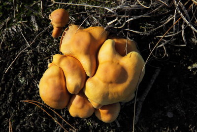 Onbekend schimmels - Unknown fungi