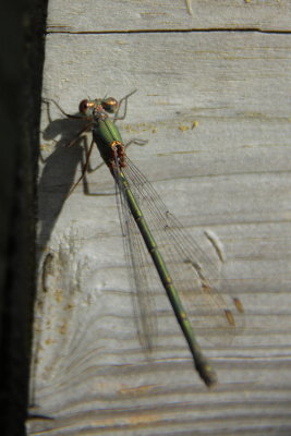 Houtpantserjuffer - Western Willow Streadwing