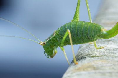 Sprinkhaan - Grasshopper
