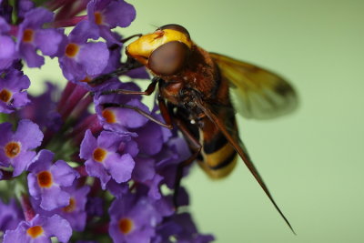 Stadsreus - hornet mimic Hoverfly