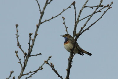 Blauwborst