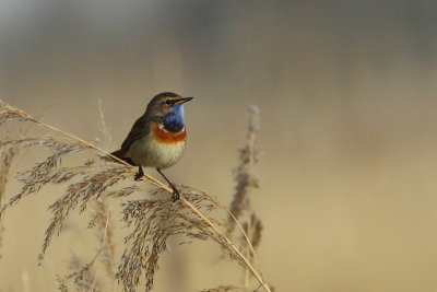 Blauwborst - Bluethroat
