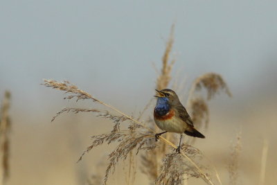 Blauwborst