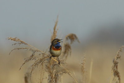 Blauwborst