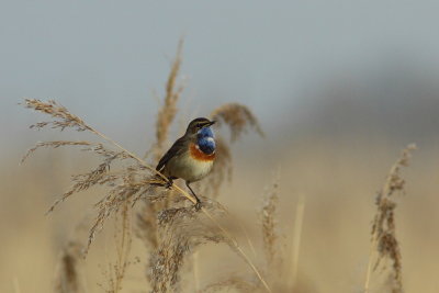 Blauwborst