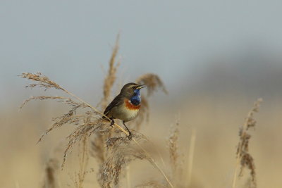 Blauwborst