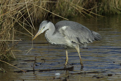 Blauwe reiger