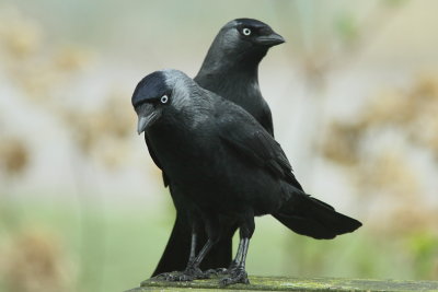 Kauw - Jackdaw