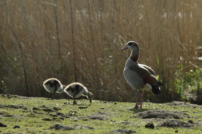 Nijlgans - Egyptian Goose