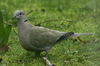 Turkse tortel - Collared Dove