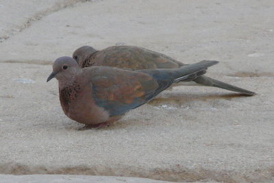 Palmtortel - Laughing dove