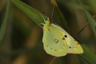 Citroenvlinder - Common brimstone