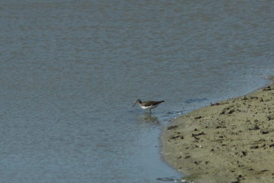 Witgatje - Green sandpiper