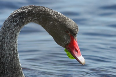 Zwarte Zwaan - Black Swan