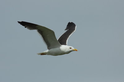Kleine Mantelmeeuw - Lesser Black-backed Gull