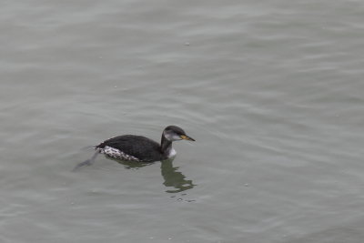 Roodhalsfuut - Red-necked Grebe