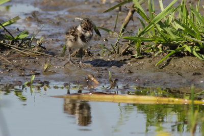 Kievit - Lapwing