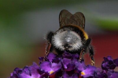 Hommel - Bumblebee