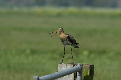 Grutto