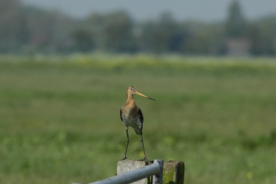 Grutto