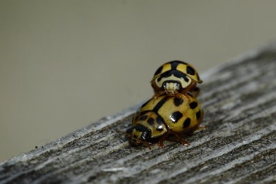 veertienstippelig lieveheersbeestje - 14-spotted Ladybird