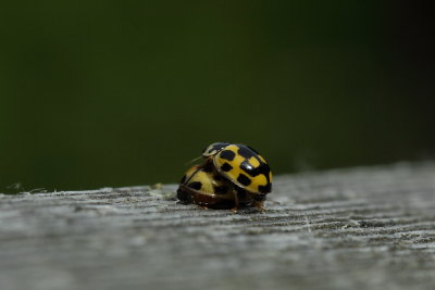 veertienstippelig lieveheersbeestje - 14-spotted Ladybird