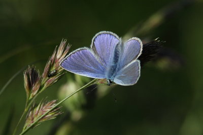 Icarusblauwtje - Common Blue