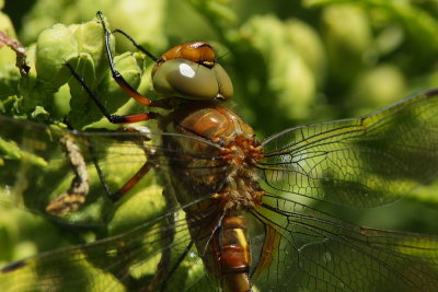 Vroege Glazenmaker - Green-eyed Hawker