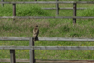 Buizerd